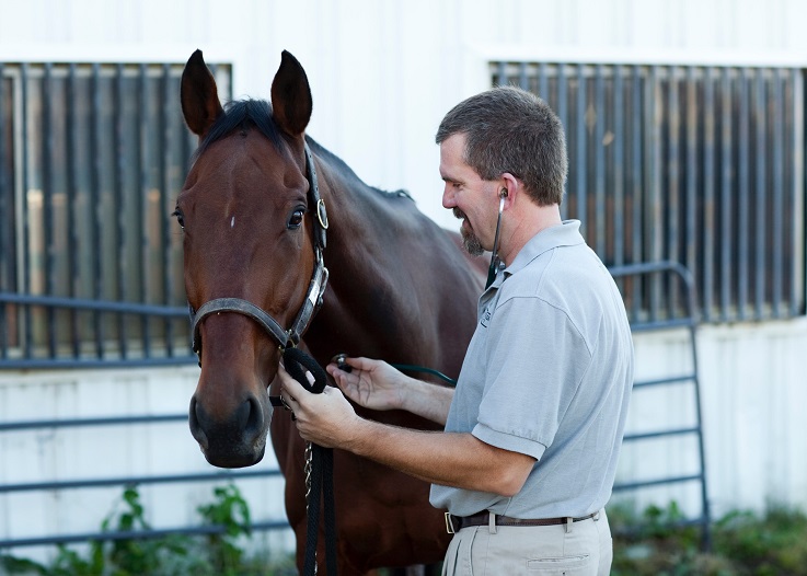 veterinarians treating pregnant mares